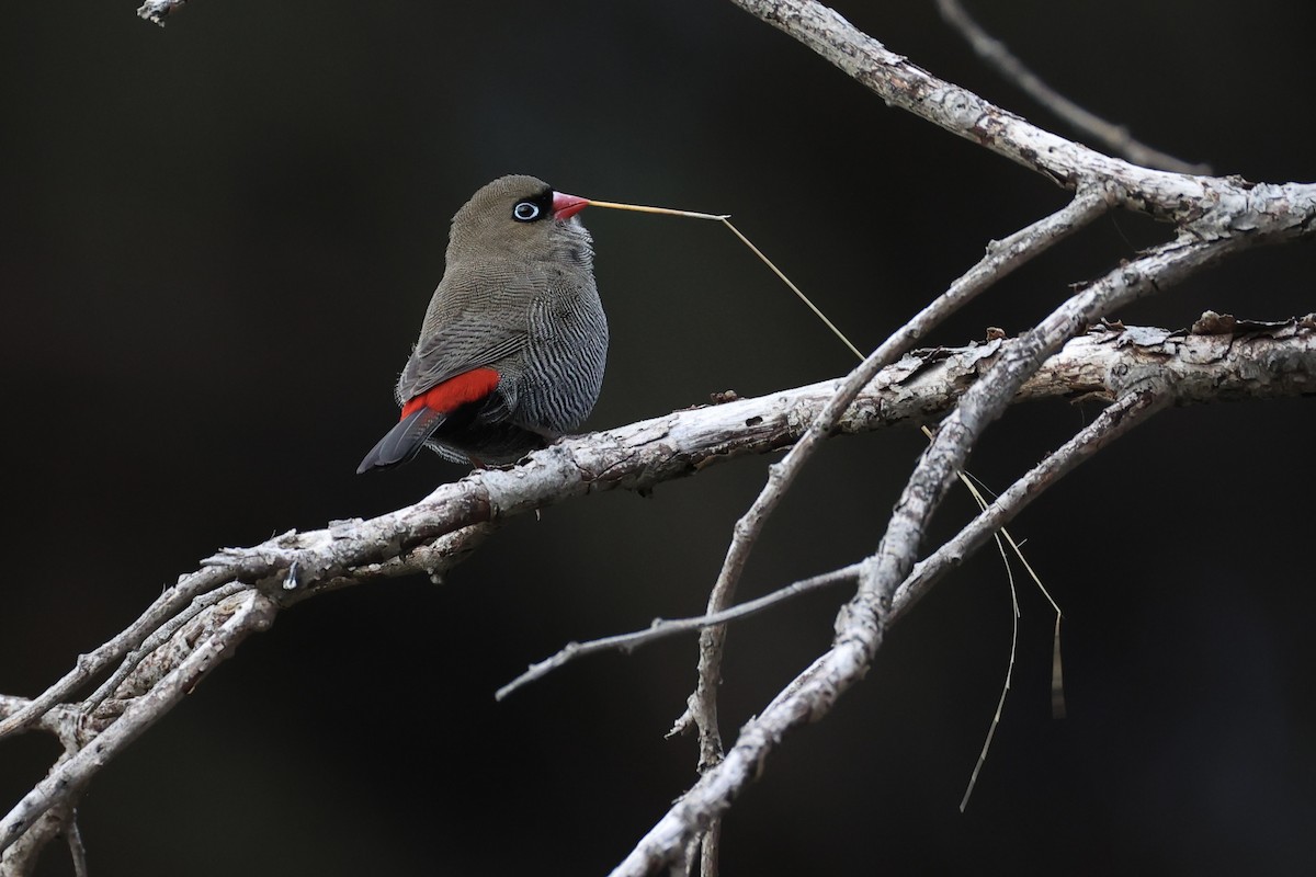 Beautiful Firetail - ML637760051