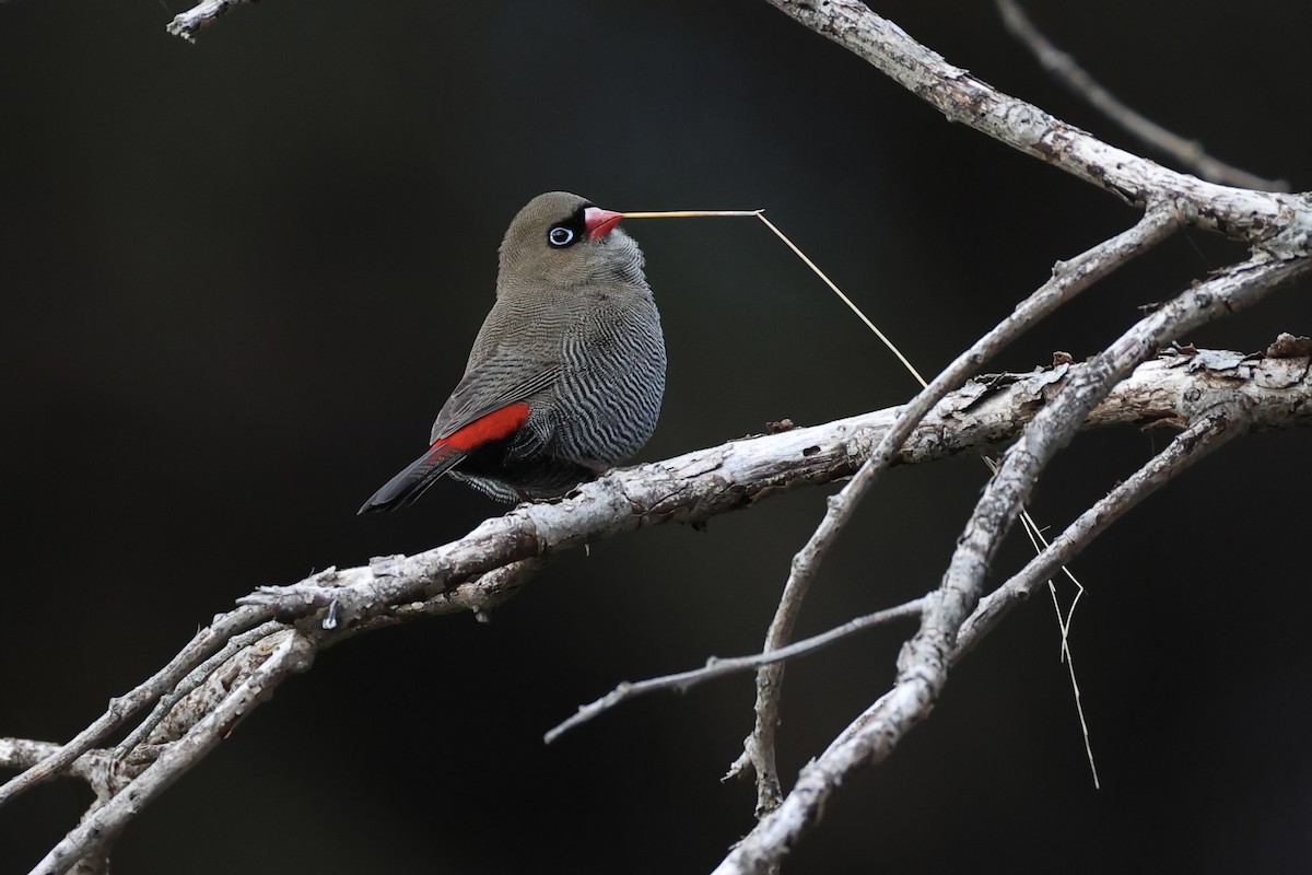 Beautiful Firetail - ML637760053