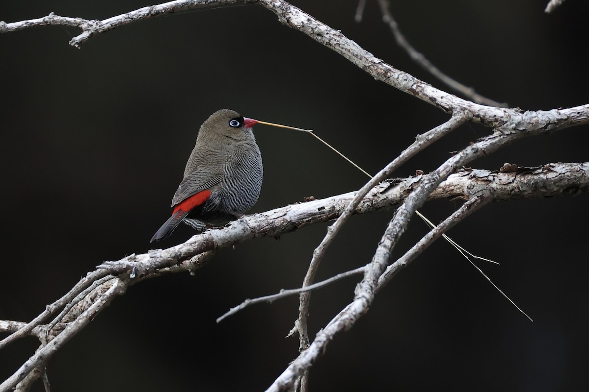 Beautiful Firetail - ML637760054