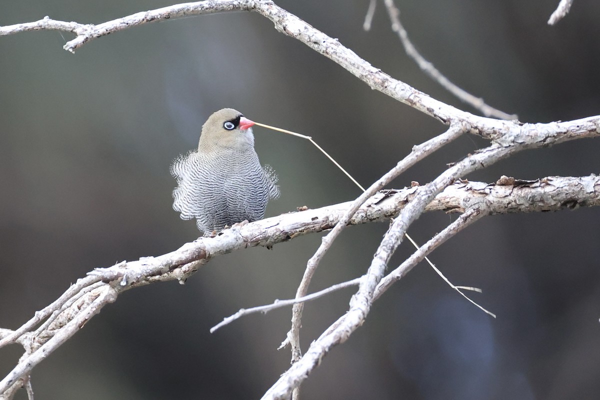 Beautiful Firetail - ML637760055