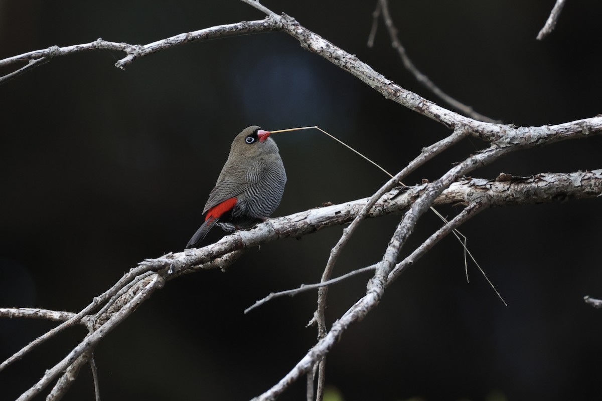 Beautiful Firetail - ML637760056