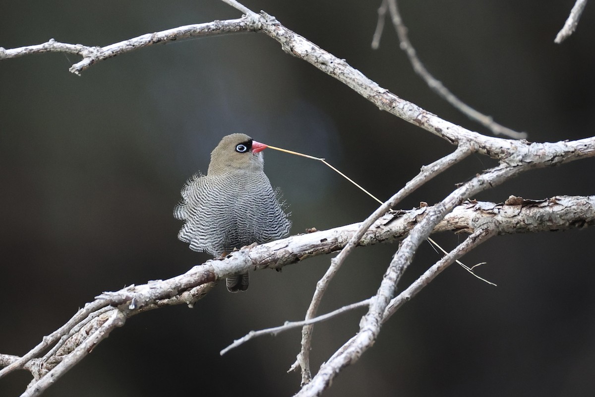 Beautiful Firetail - ML637760057