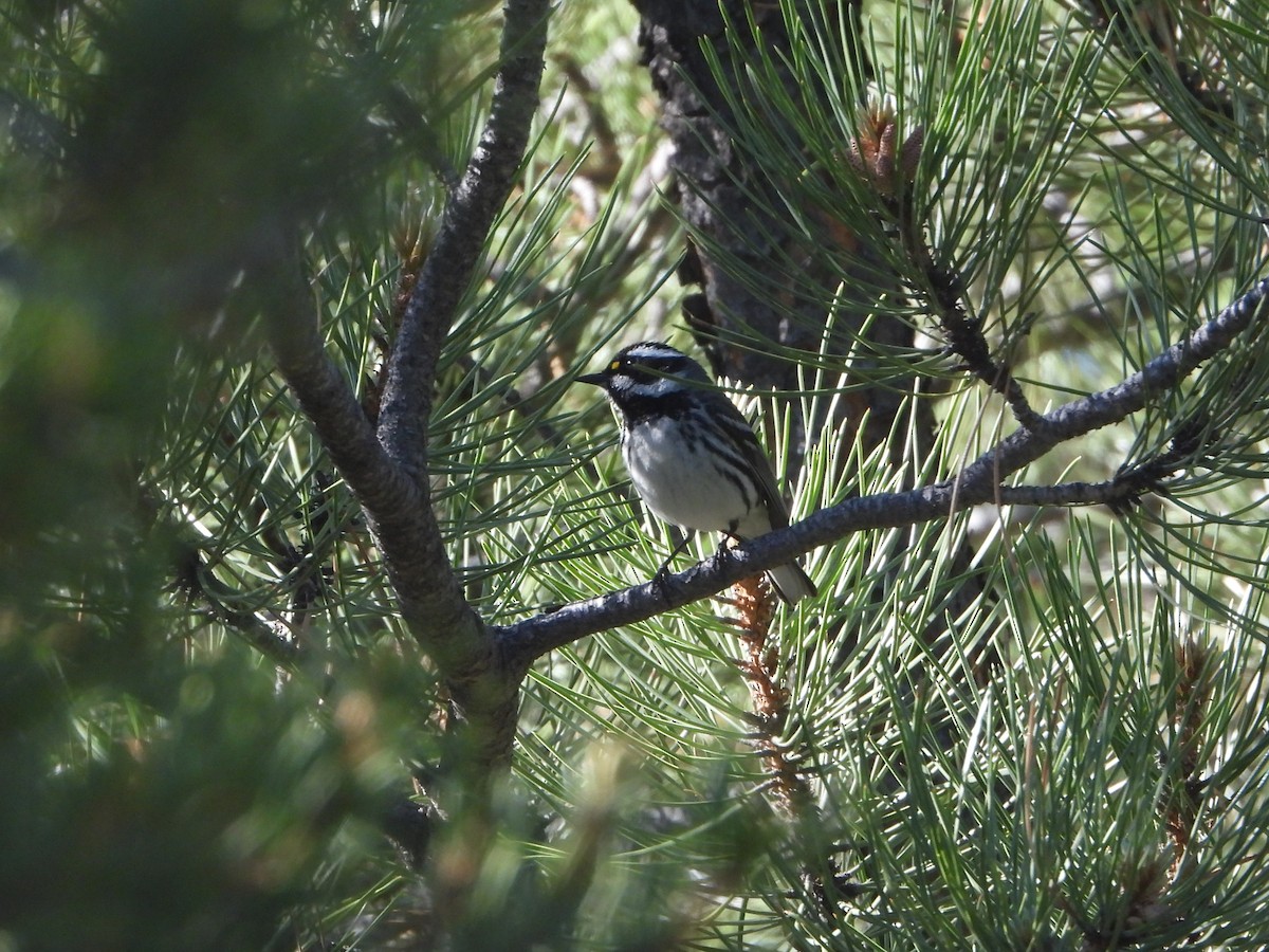 Black-throated Gray Warbler - ML637760063