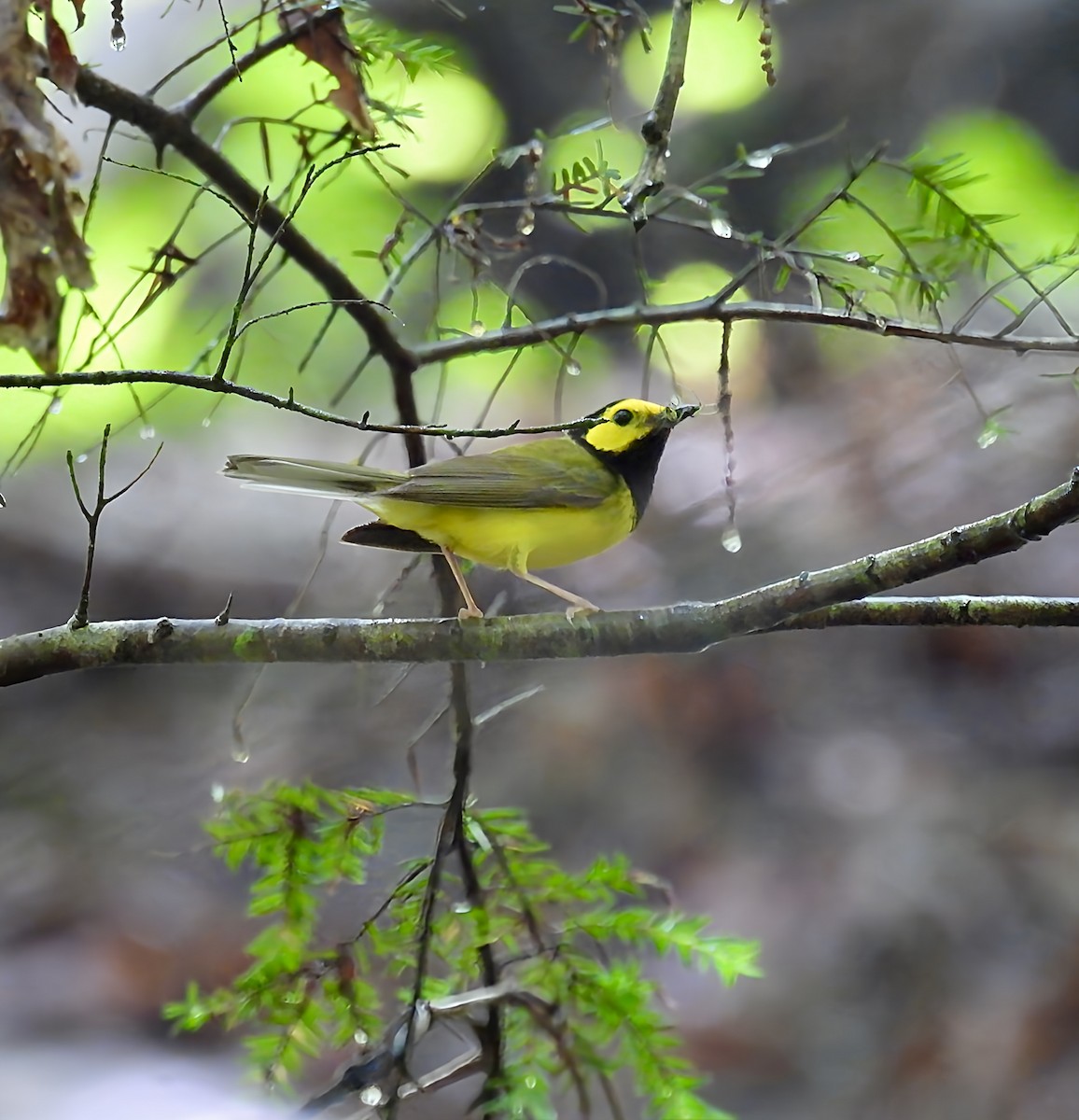 Hooded Warbler - ML637760069