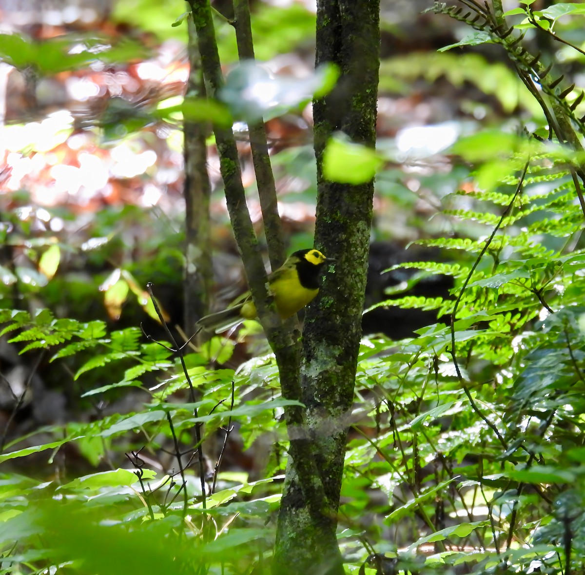 Hooded Warbler - ML637760073