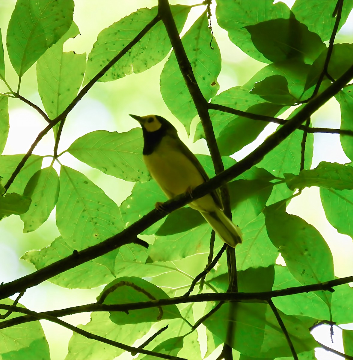 Hooded Warbler - ML637760074