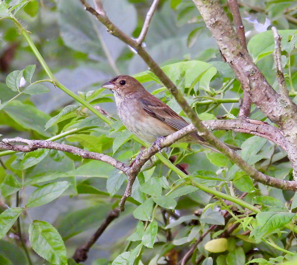 Indigo Bunting - ML637760093