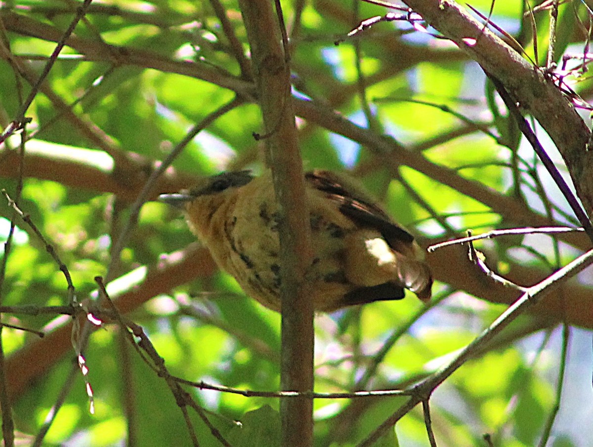 Chestnut-crowned Becard - ML637760129