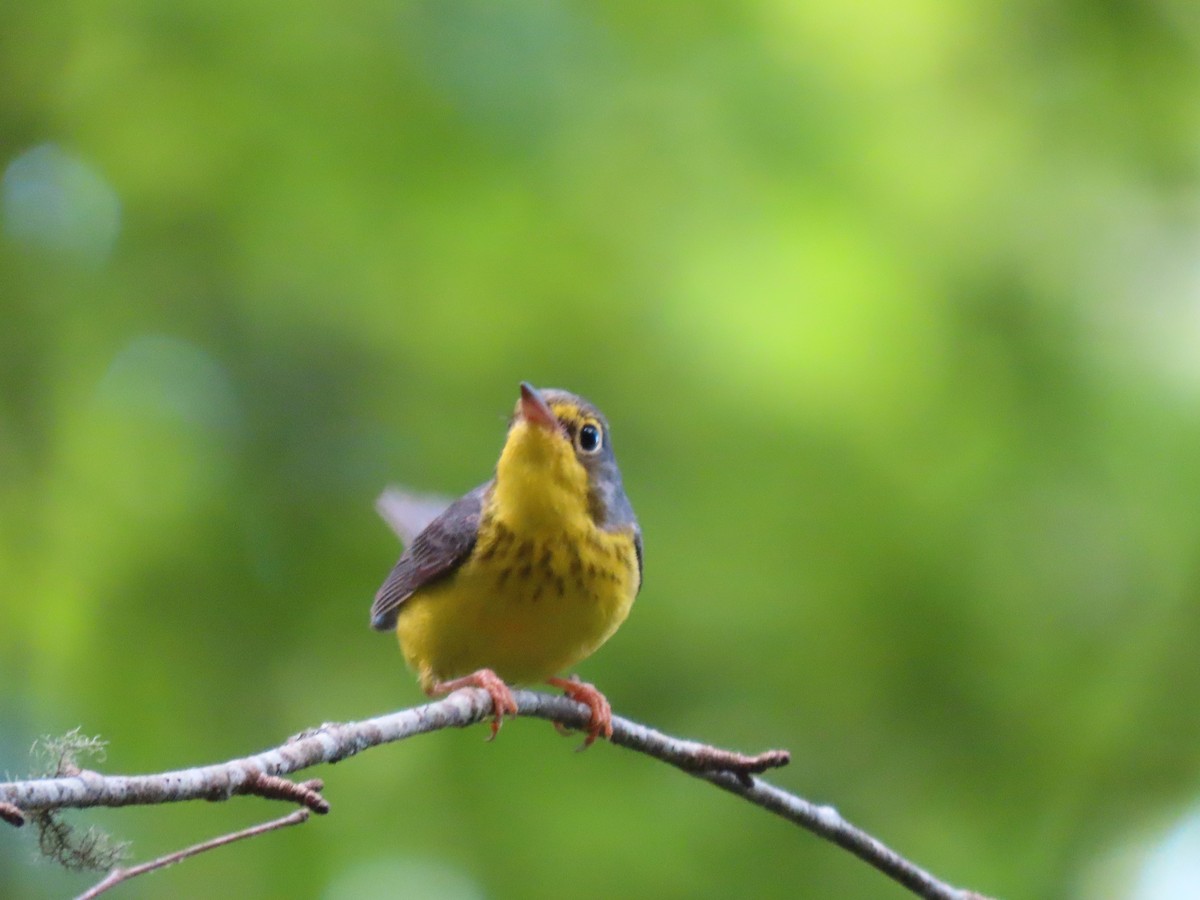 Canada Warbler - ML637760146