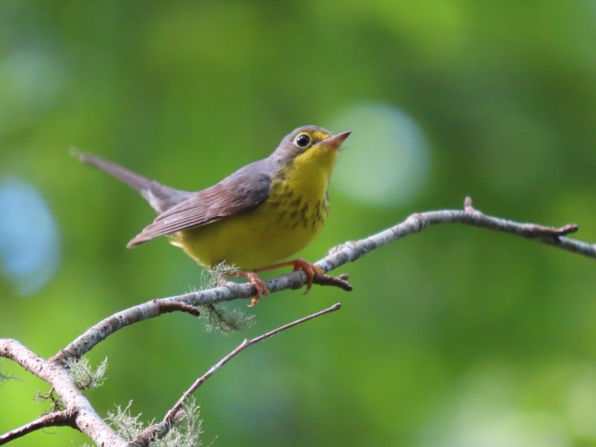 Canada Warbler - ML637760147