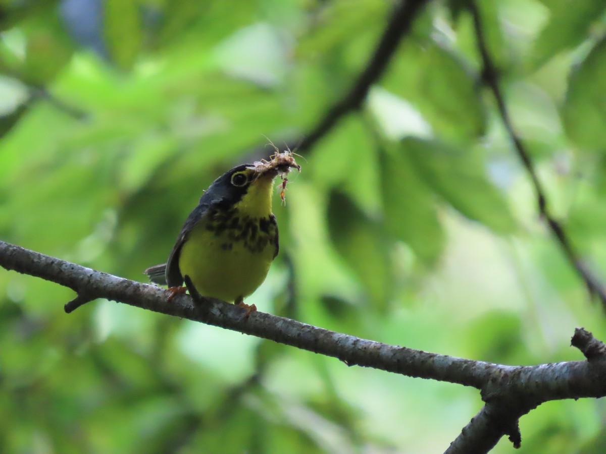 Canada Warbler - ML637760148