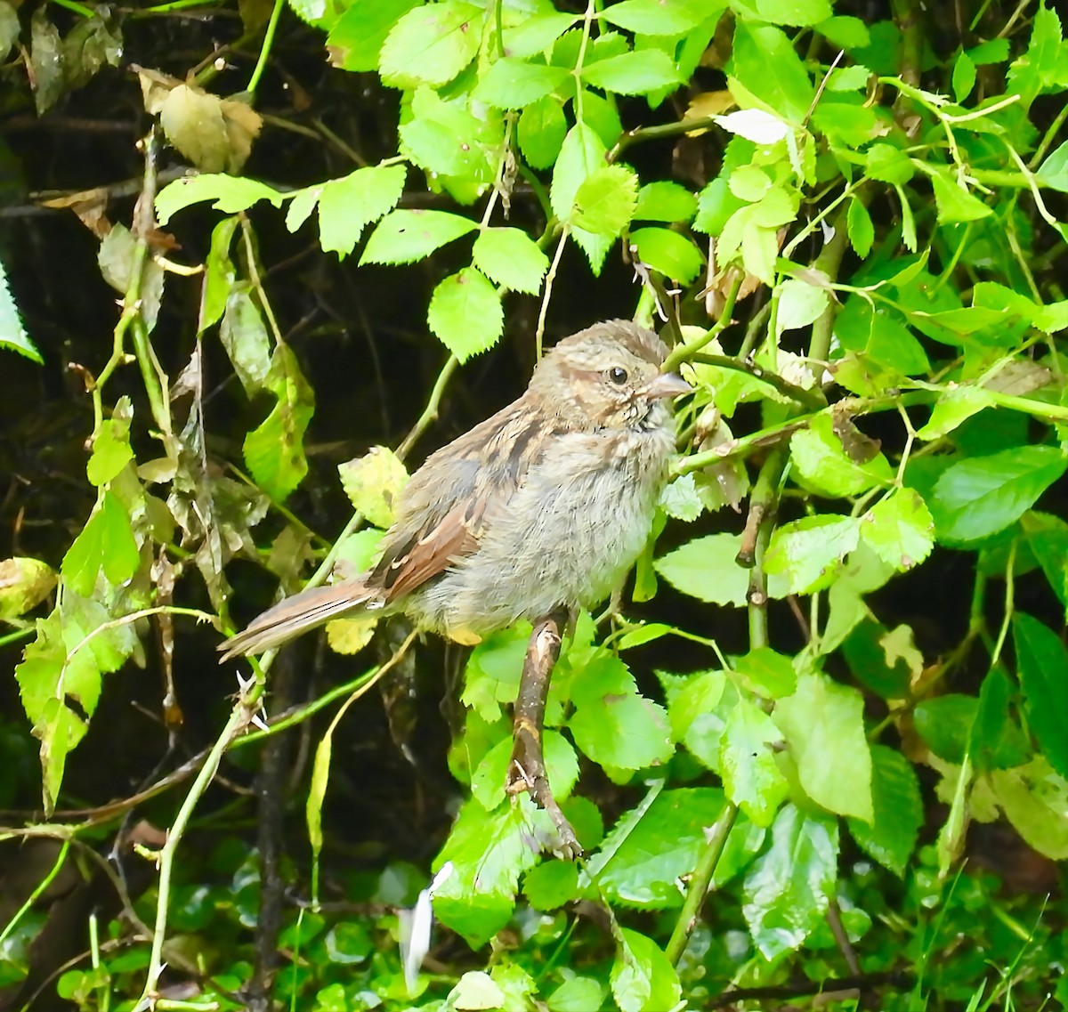 Song Sparrow - ML637760159