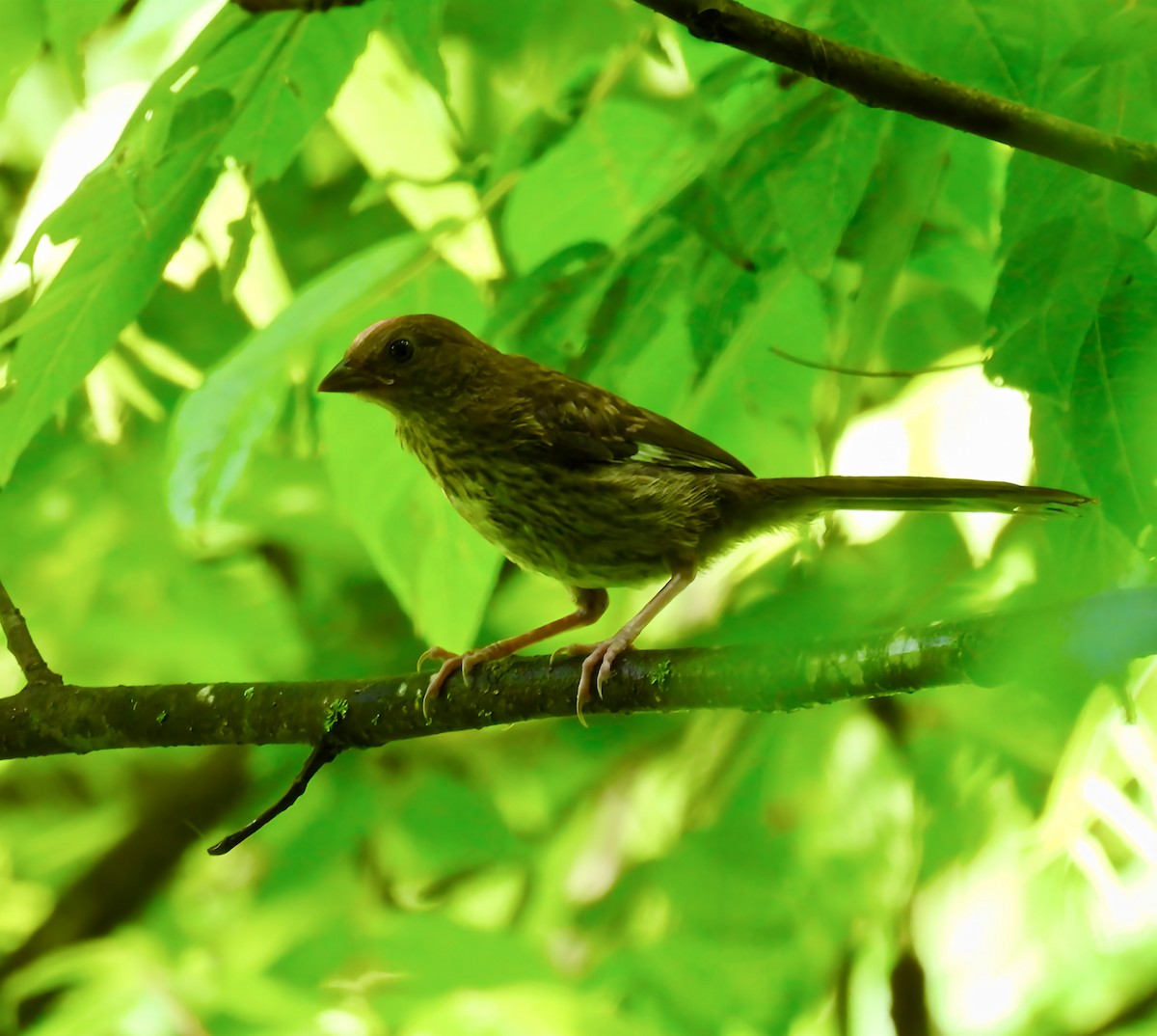 Eastern Towhee - ML637760167