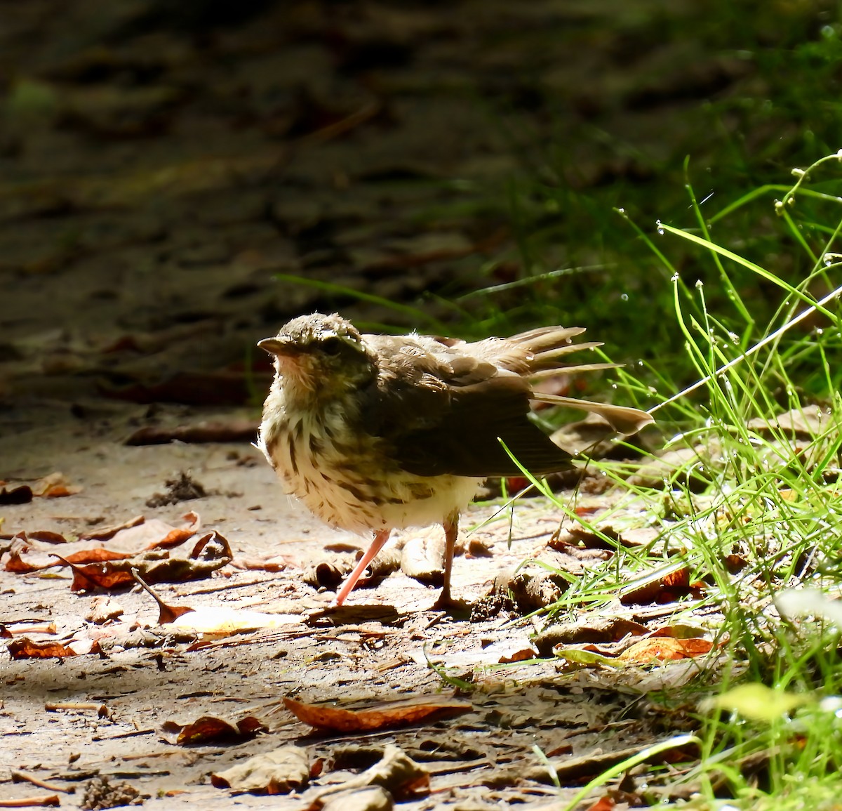 Louisiana Waterthrush - ML637760173