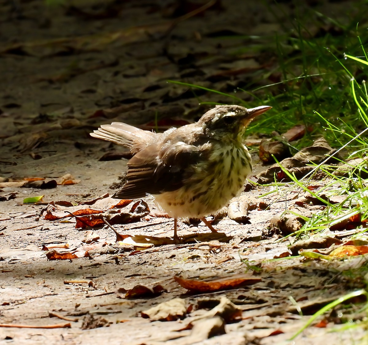 Louisiana Waterthrush - ML637760174