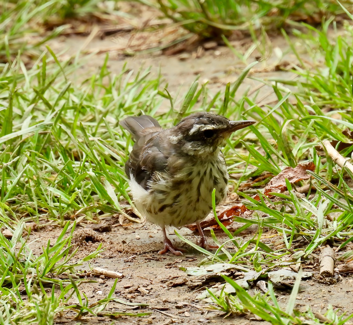 Louisiana Waterthrush - ML637760175