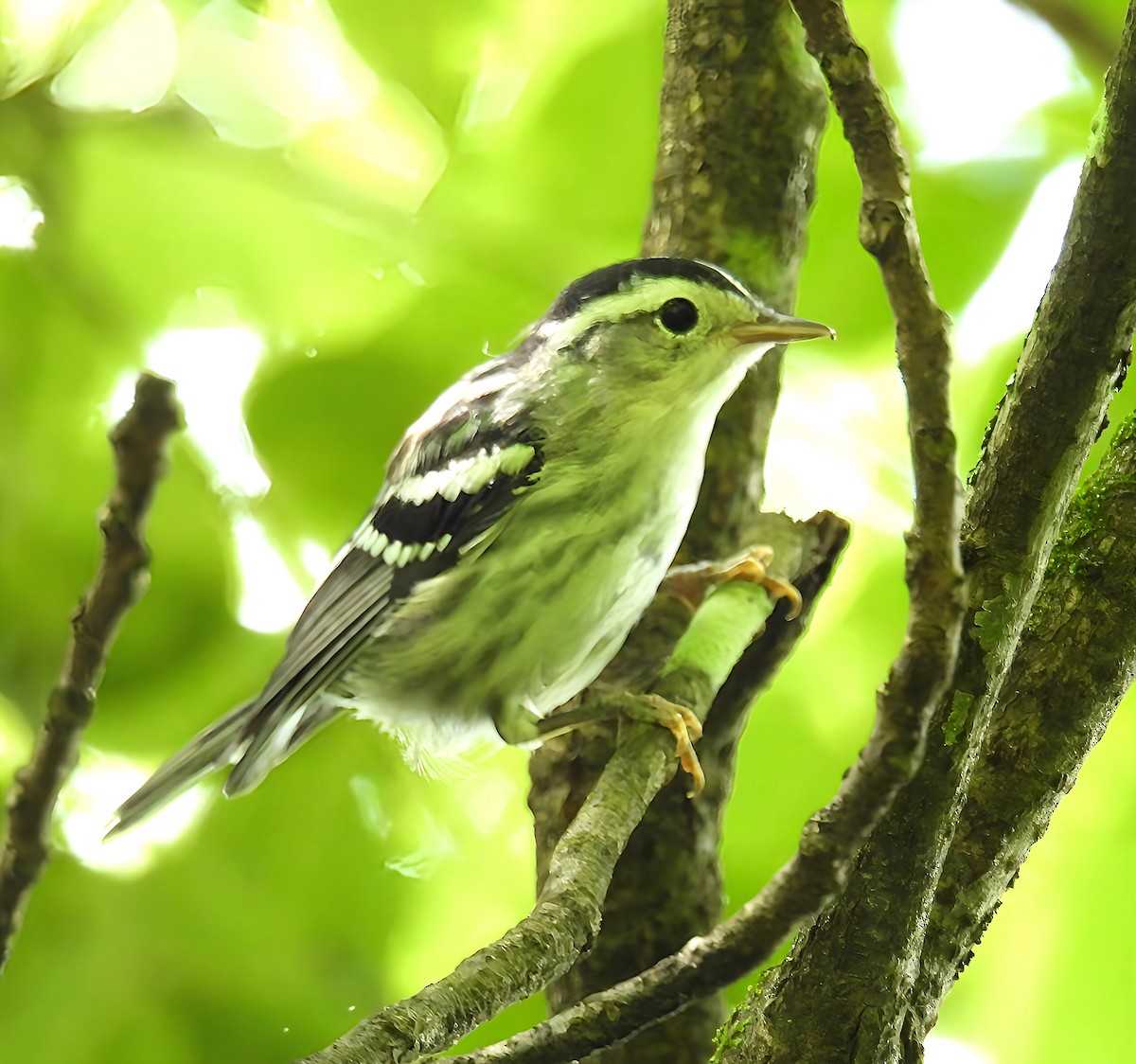 Black-and-white Warbler - ML637760198
