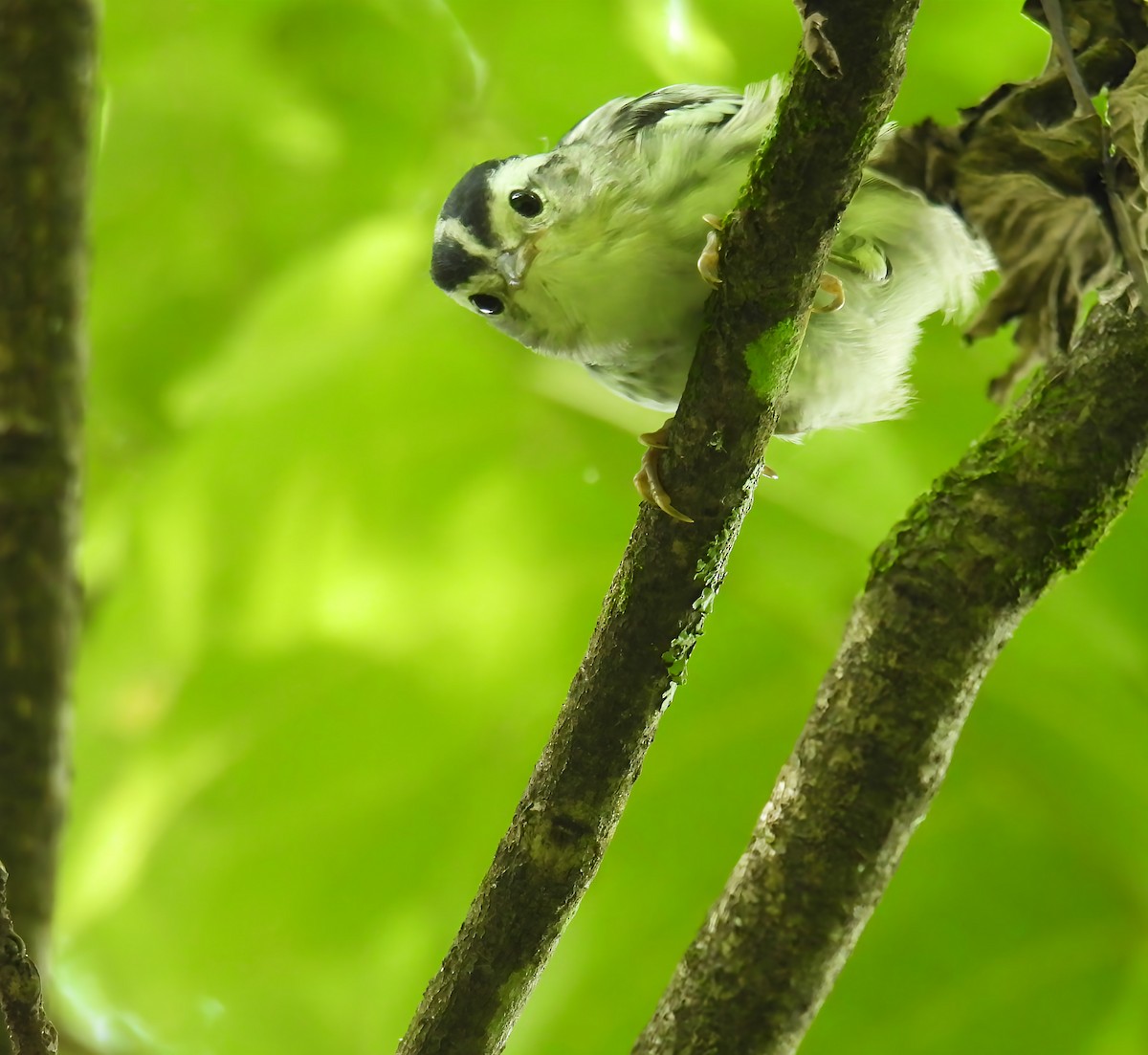 Black-and-white Warbler - ML637760199