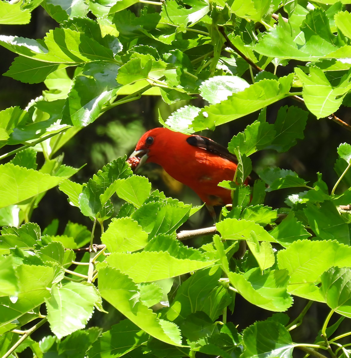 Scarlet Tanager - ML637760207