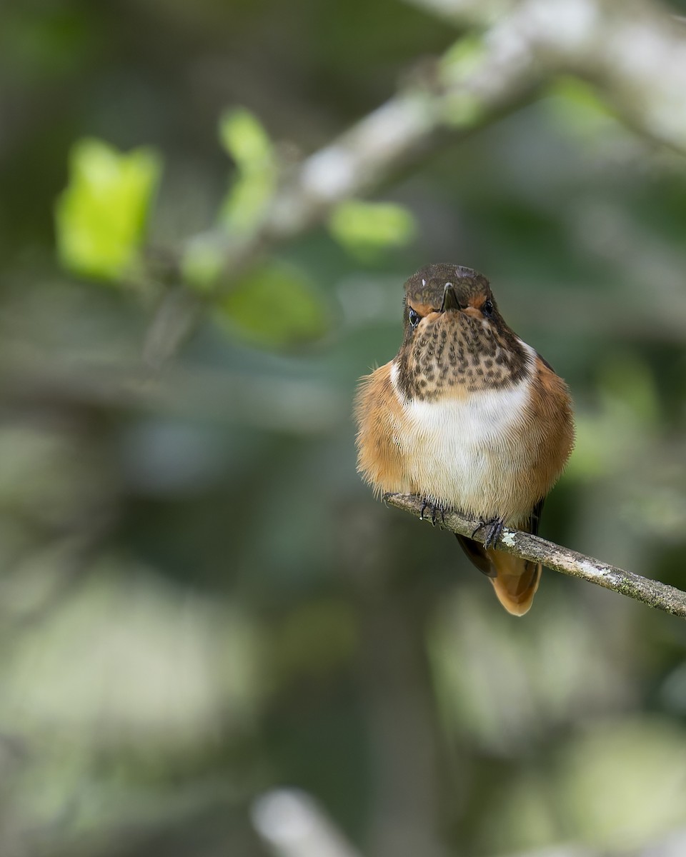 Scintillant Hummingbird - ML637760218