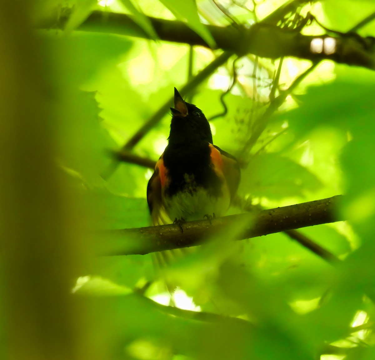 American Redstart - ML637760263