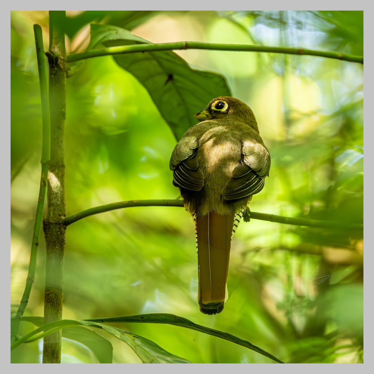 Choco Black-throated Trogon - ML637760277