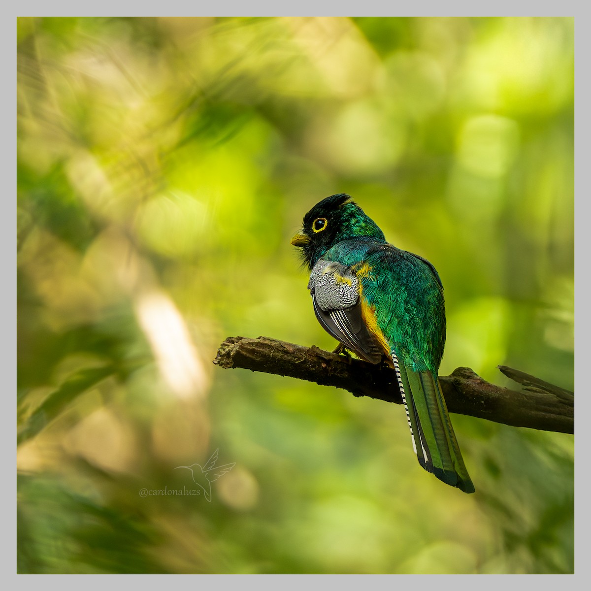 Choco Black-throated Trogon - ML637760295