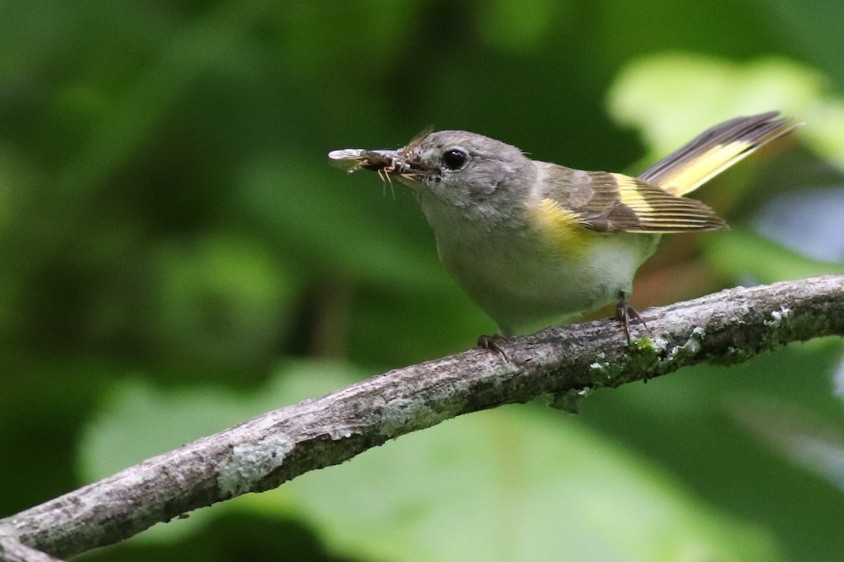 American Redstart - ML637760329