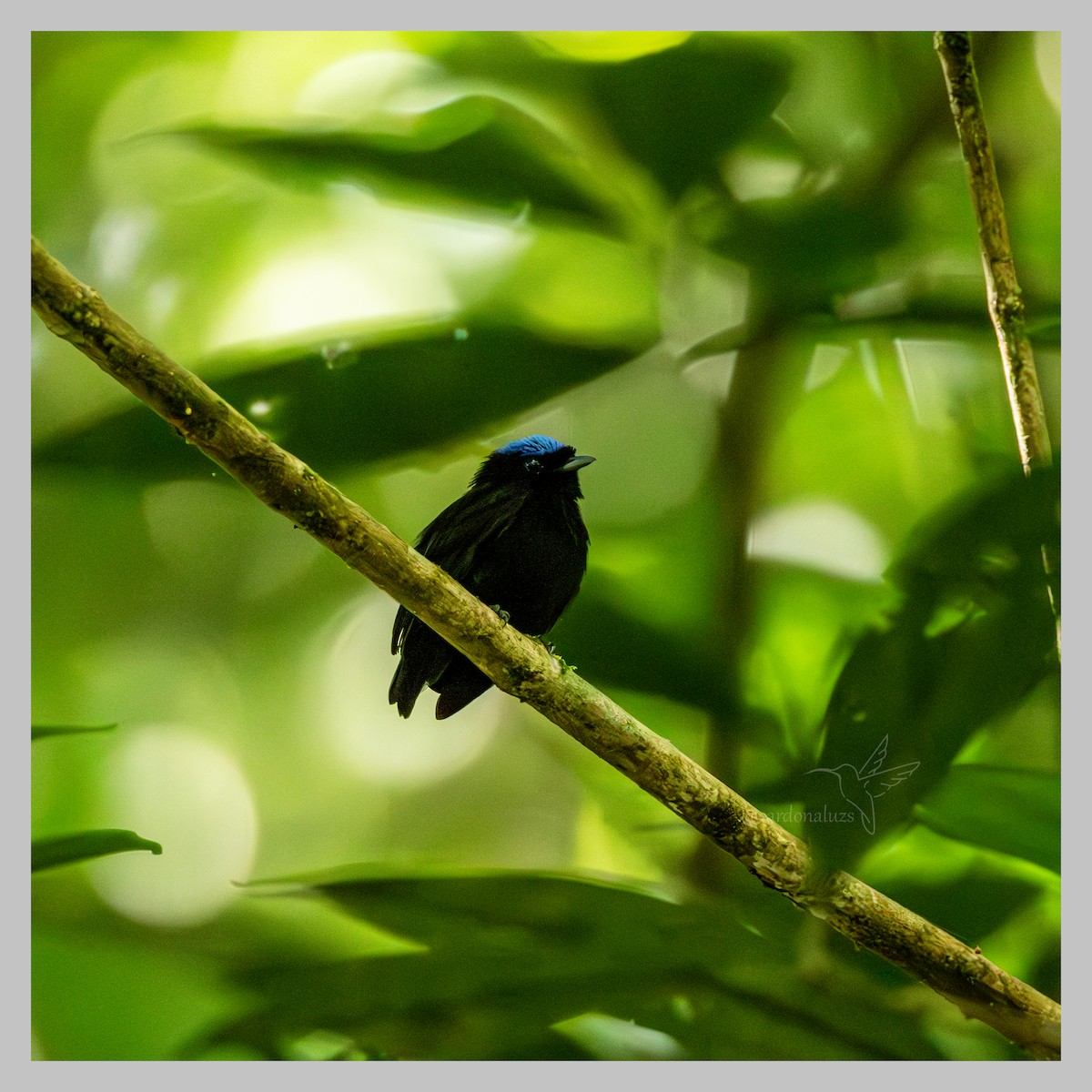 Velvety Manakin - ML637760382