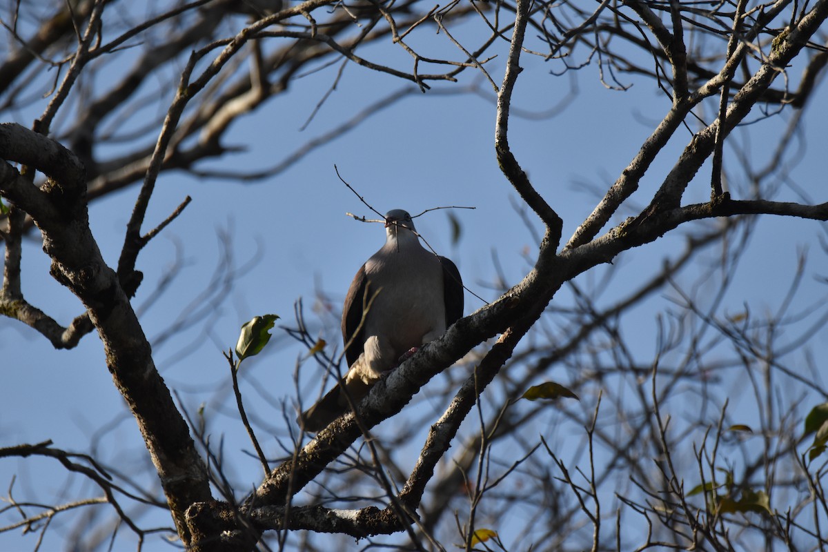 Mountain Imperial-Pigeon - ML637760407