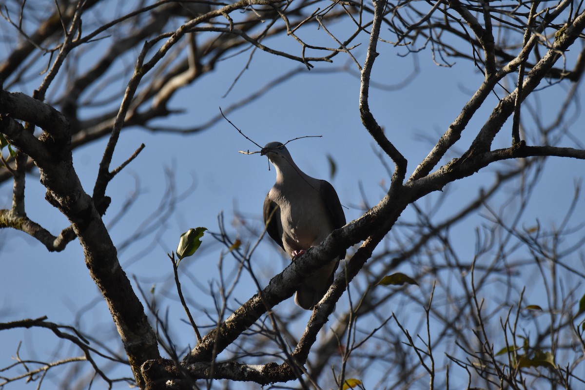 Mountain Imperial-Pigeon - ML637760414