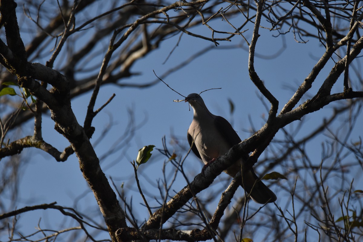 Mountain Imperial-Pigeon - ML637760421