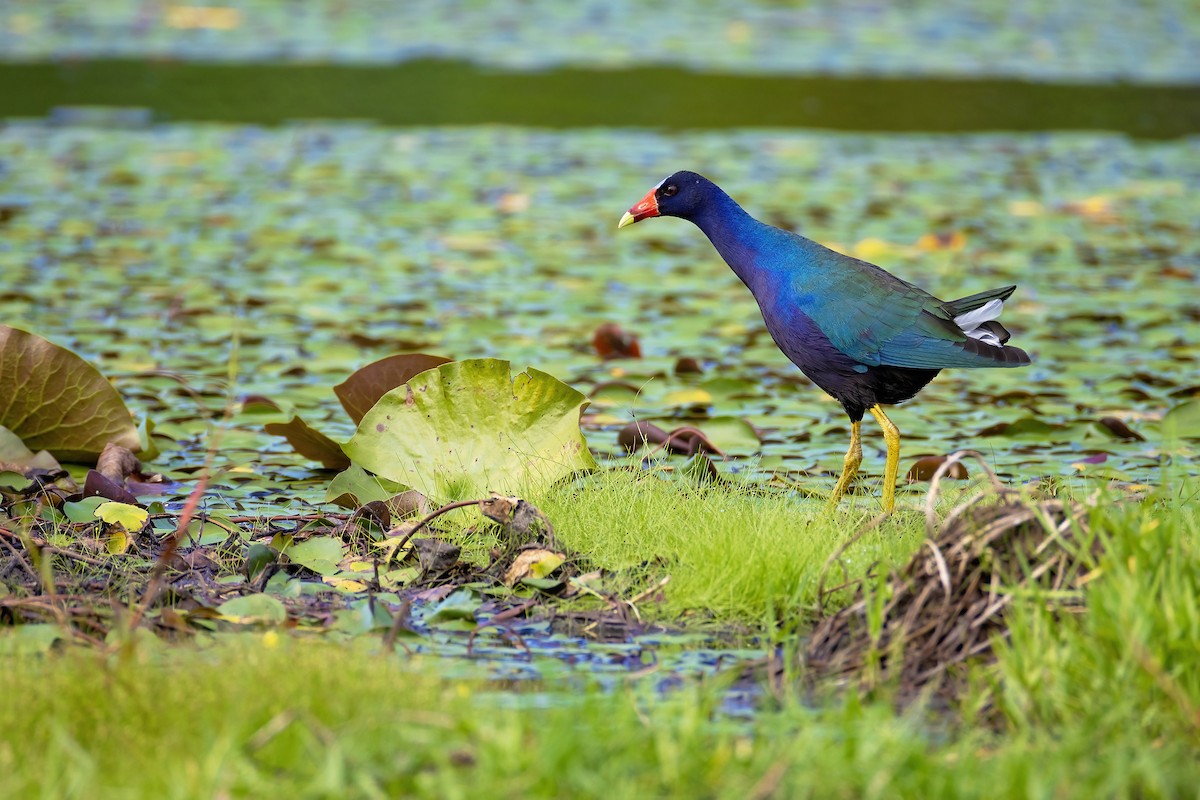 Purple Gallinule - ML637760439