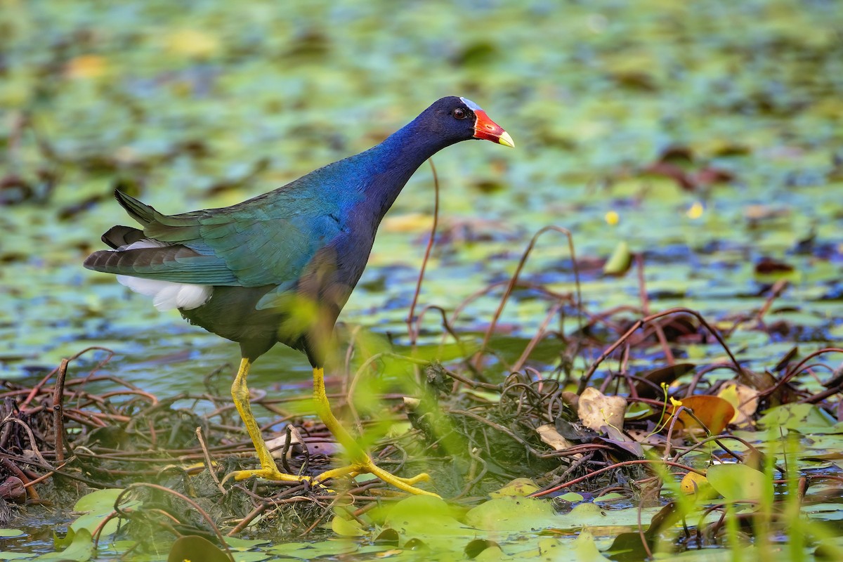 Purple Gallinule - ML637760440