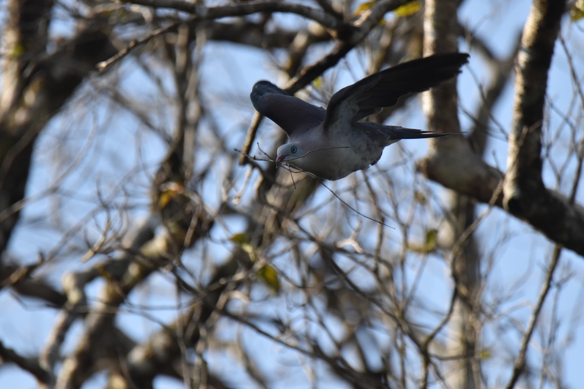 Mountain Imperial-Pigeon - ML637760441