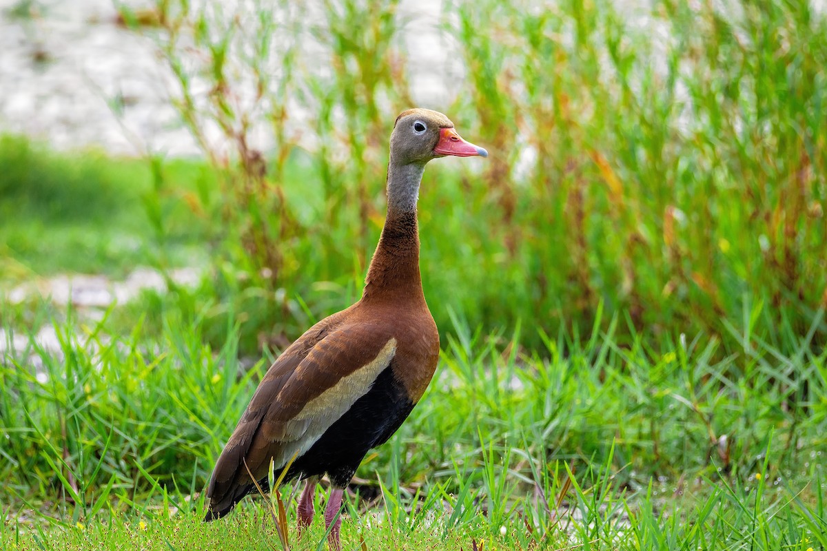 Black-bellied Whistling-Duck - ML637760451