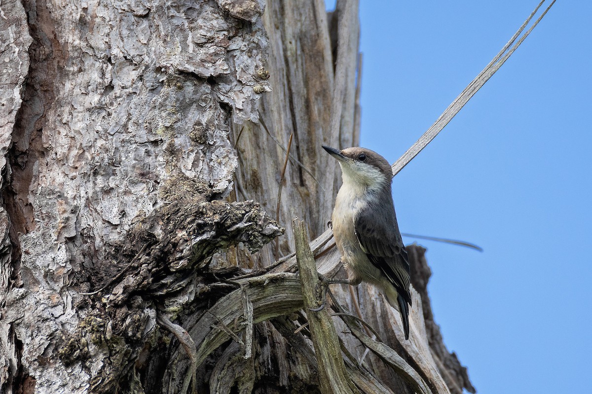 Brown-headed Nuthatch - ML637760465