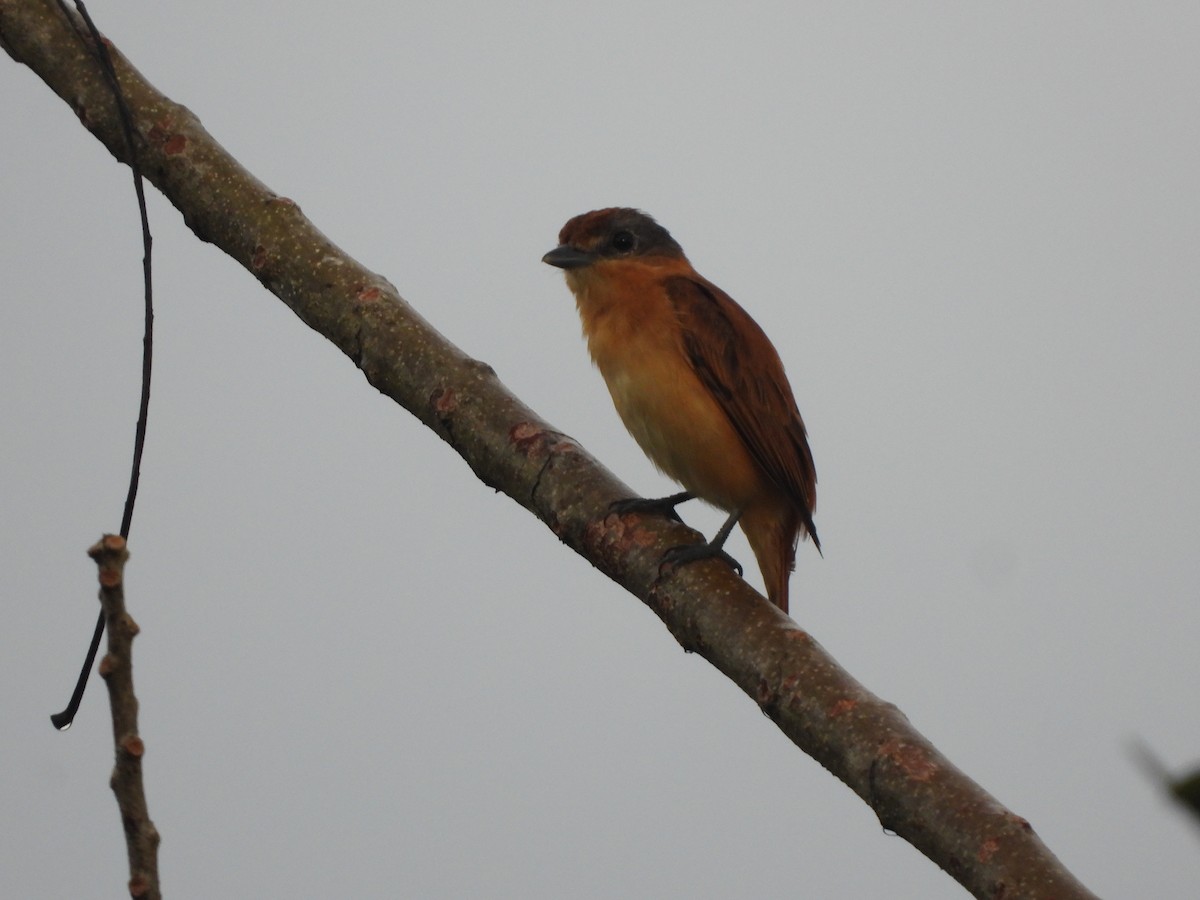 Chestnut-crowned Becard - ML637760532