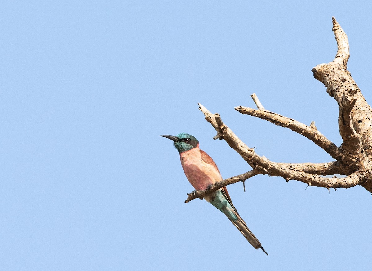 Northern Carmine Bee-eater - ML637760538