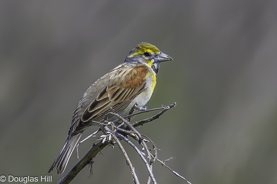 Dickcissel - ML637760553