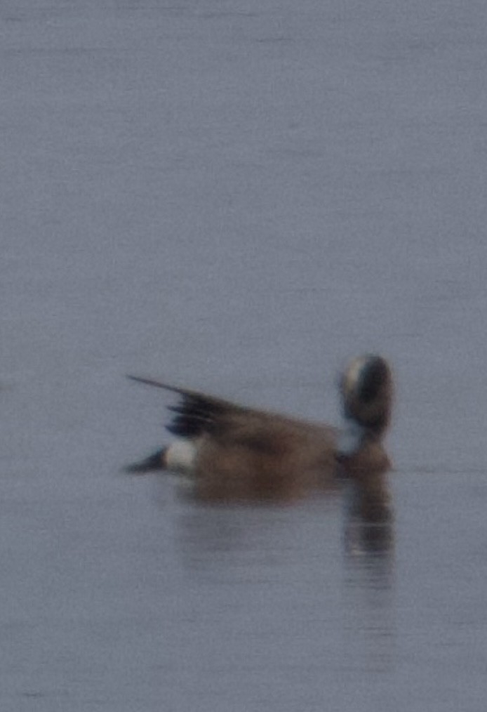 American Wigeon - ML637760777