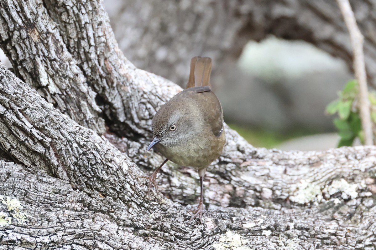 Tasmanian Scrubwren - ML637760796