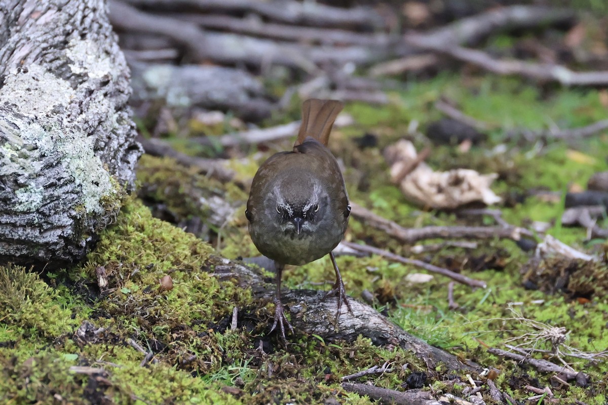 Tasmanian Scrubwren - ML637760797