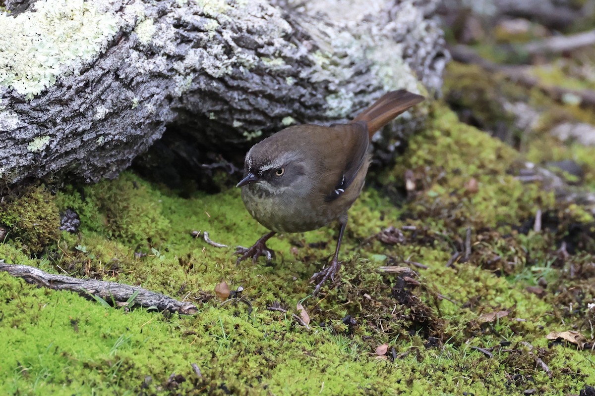 Tasmanian Scrubwren - ML637760798