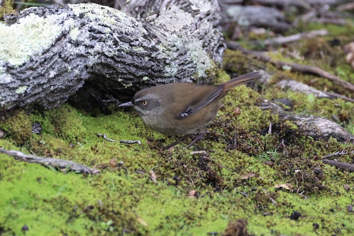 Tasmanian Scrubwren - ML637760799