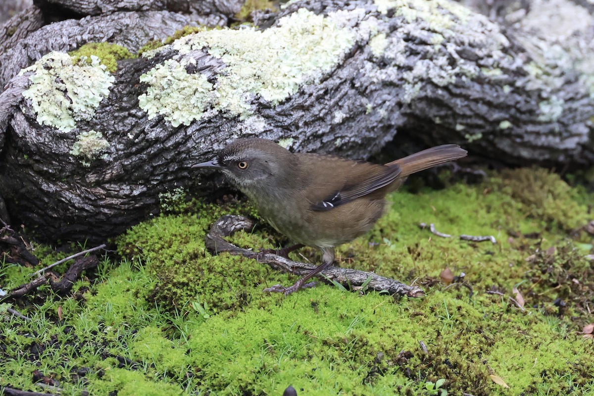 Tasmanian Scrubwren - ML637760800