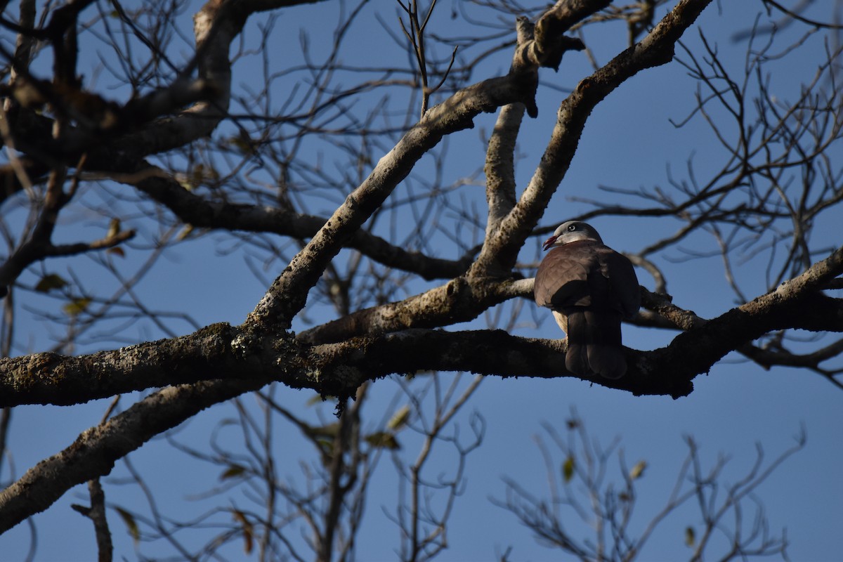 Mountain Imperial-Pigeon - ML637760813