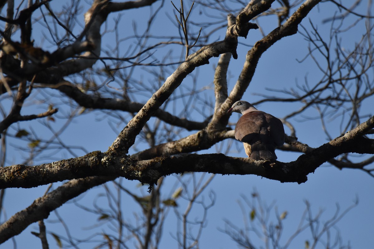 Mountain Imperial-Pigeon - ML637760814