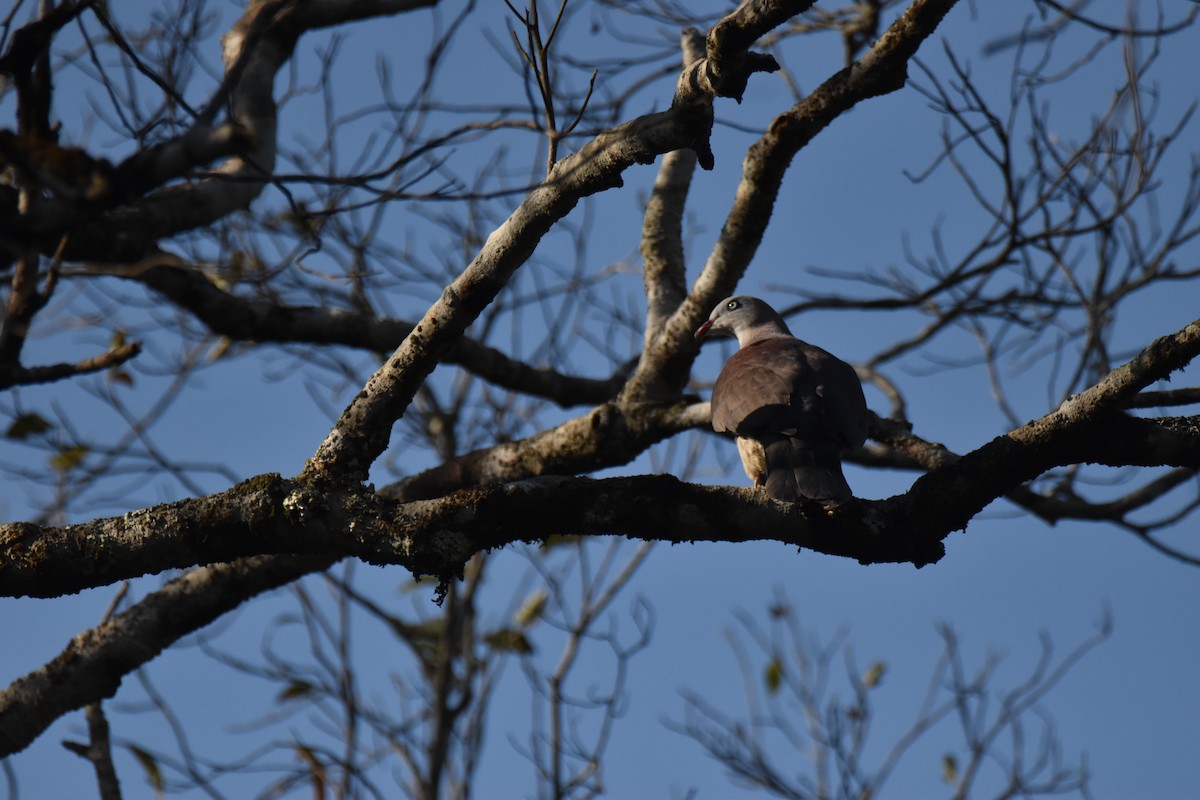 Mountain Imperial-Pigeon - ML637760815