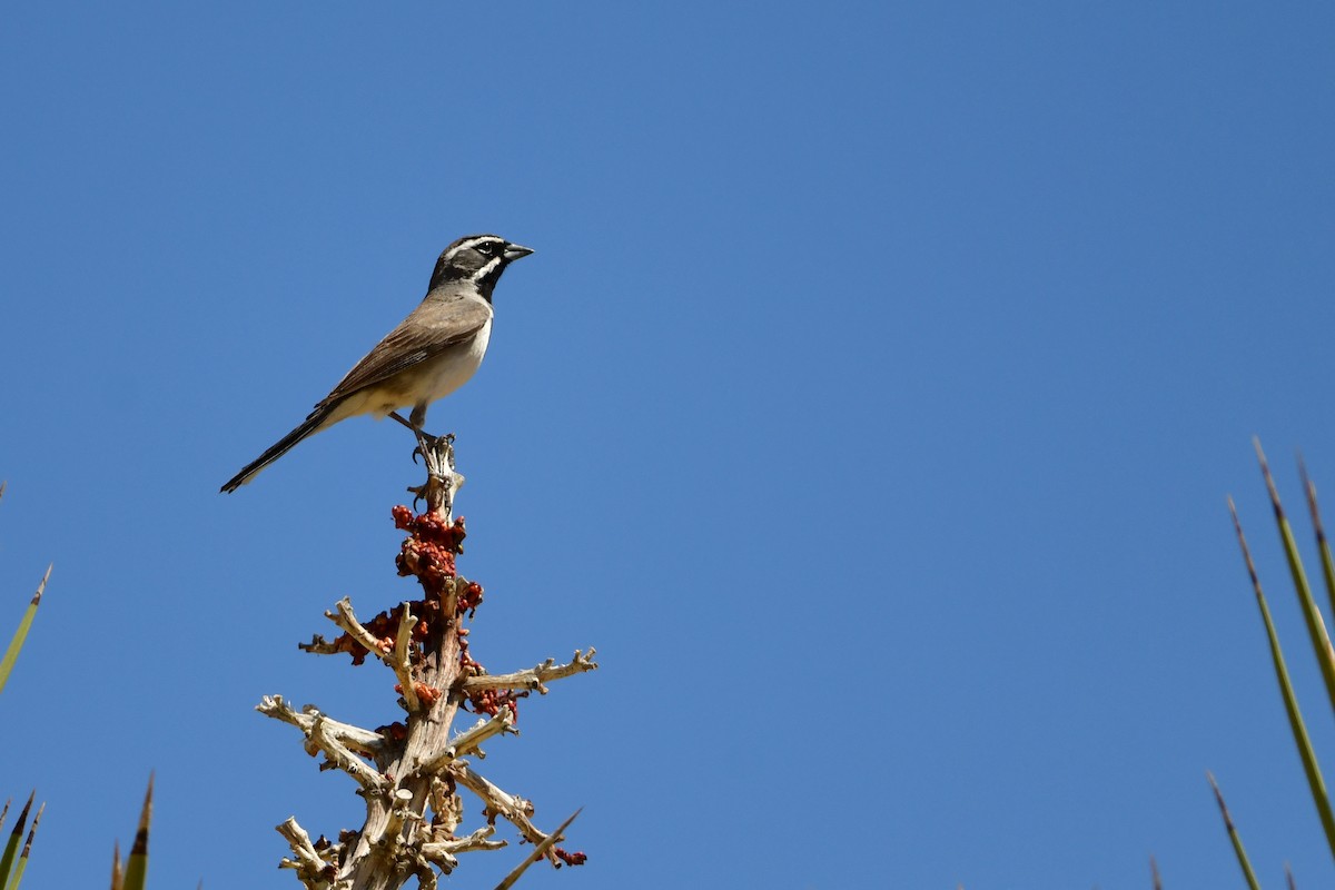 Black-throated Sparrow - ML637761007